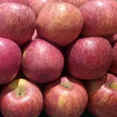 사과 햇 빨간 가정용 한입 사과 5KG (당일발송), 가정용 사과 5KG