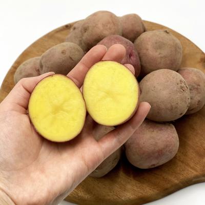 히카마 국산 2023 수확 햇 홍감자 포슬포슬 카스테라 감자 3kg 5kg 10kg, 1개