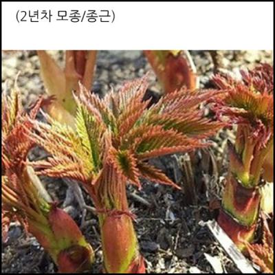 눈개승마 [장수명가] 눈개승마(삼나물)포트모종