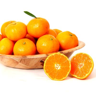 오렌지 [올레돌밭농원] 23년 제주직송 햇 하우스감귤 1.5kg, 2.5kg, 4.5kg 가정용, 4.5Kg (중대과), 1개